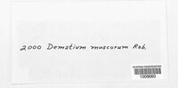 Dematium muscorum image